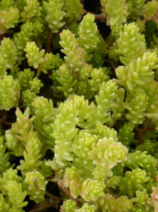 Bodendecker als Bepflanzung für steile Hanglage gesucht – Fragen