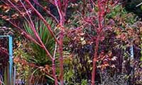 Acer palmatum 'Sango-kaku' / Korallenrinden-Ahorn - ein Umzug sollte gut geplant sein