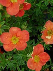 Potentilla fruticosa 'Red Ace ®' / Fünffingerstrauch 'Red Ace' - bildet bei optimalen Bedindungen einen schönen Blüenflor