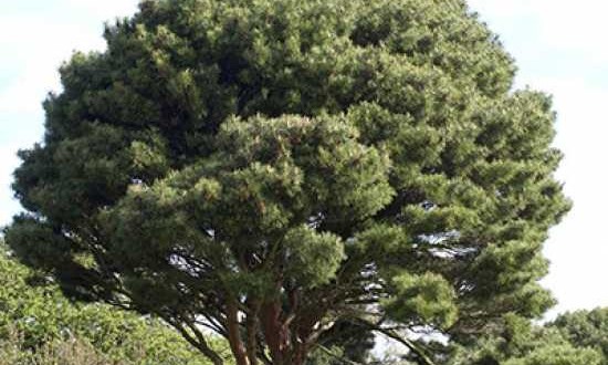Pinus densiflora 'Umbraculifera' / Japanische Schirm-Rotkiefer