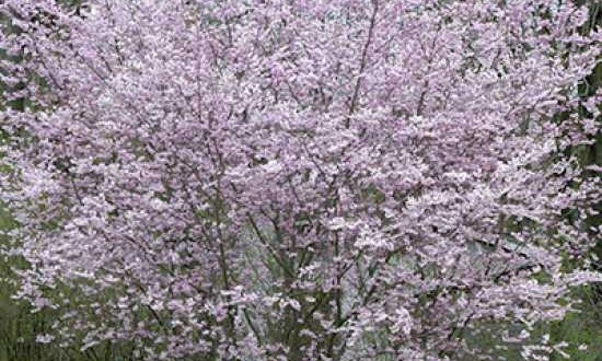 Prunus subhirtella 'Autumnalis' / Winterkirsche