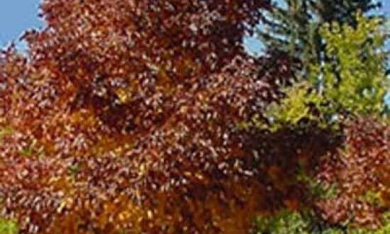 Fraxinus americana 'Autumn Purple' / Weiß-Esche 'Autumn Purple'