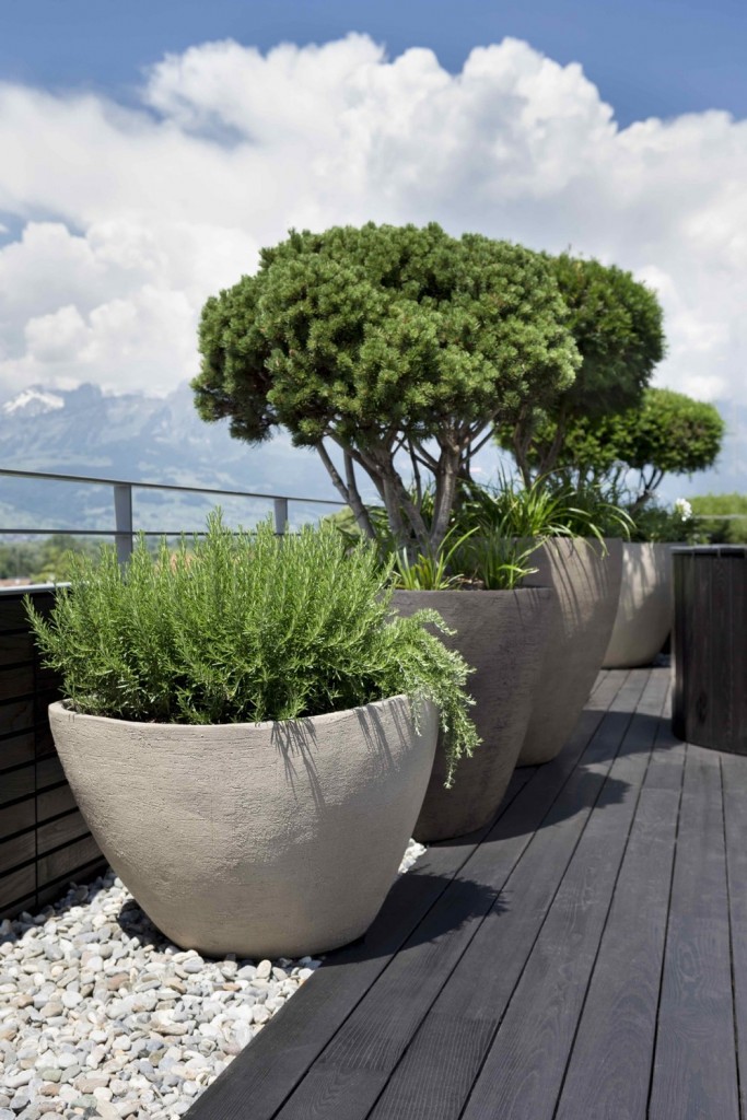 Kbelpflanzen fr Terrasse von Caf gesucht  Empfehlungen?  Alle Fragen  und Antworten zum Thema Gartenpflanzen