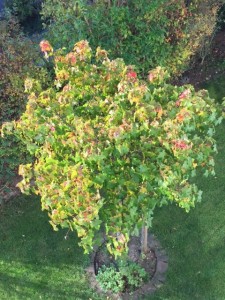 Zwerg-Kugel-Amberbaum hat nur eine schwache Herbstfärbung – was können die Ursachen sein?