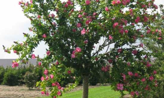 Hibiscus syriacus 'Woodbridge' / Garten-Eibisch 'Woodbridge' / Strauch-Eibisch 'Woodbridge' - ein schöner Hochstamm mit toller Blüte
