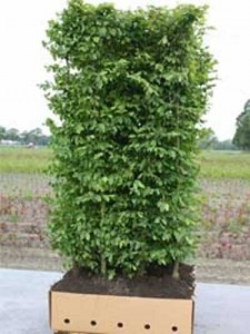 Carpinus betulus / Hainbuche / Fertighecke / Heckenelement 200 cm