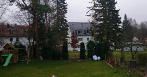 Standort_immergruener_Baum