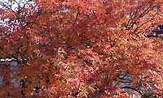 Amelanchier lamarckii / Kupfer-Felsenbirne - mit ein paar Tricks kann man die Herbstfärbung beeinflussen