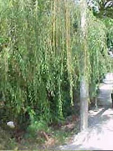 Salix babylonica 'Pendula' / Babylonische Trauer-Weide - auch für sehr feuchte Standorte gute geeignet