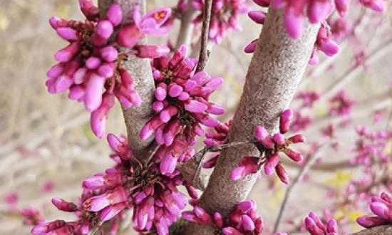 Blüte des Judasbaum / Cercis Canadiensis - wird an windigen Standorten vielleicht nicht ausgebildet
