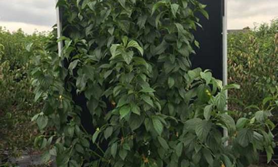 Cornus stolonifera 'Flaviramea' / Gelbholz-Hartriegel - blüht in gelbweißen Schirmrispen und ist gut für eine Mischhecke geeignet