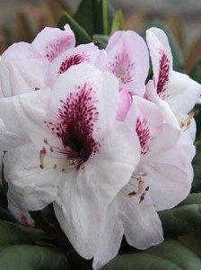 Rhododendron Hybride 'Herbstfreude' / Rhododendron 'Herbstfreude' - mit den richtigen Maßnahmen kann man die Zikade wieder loswerden