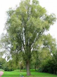 Salix alba 'Sericea' / Seiden-Silber-Weide / Echte Silber-Weide