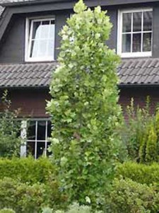 Liriodendron tulipifera 'Fastigiatum' / Säulen-Tulpenbaum - Wurzelschutz in 1 Meter Tiefe ist sinnvoll