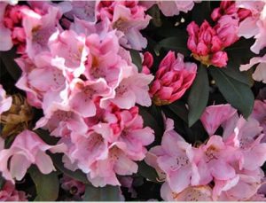 Rhododendron yakushimanum 'Bashful' / Rhododendron 'Bashful' - auch für etwas sonnigere Standorte geeignet