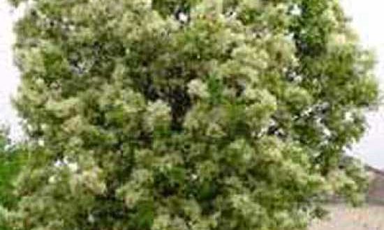 Fraxinus ornus / Blumen-Esche / Manna-Esche - auch im Frühjahr pflanzbar