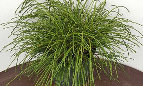 Thuja plicata 'Whipcord' / Faden-Lebensbaum 'Whipcord' - schönes Nadelgehölz, das eher flacht wächst