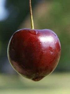 Prunus avium 'Castor' / Süßkirsche 'Castor' - bietet leckere Früchte im Juli