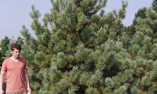 Pinus sylvestris 'Norske Typ' / norwegische Kiefer