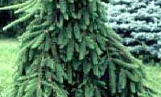 Picea abies 'Frohburg' / Hänge-Fichte 'Frohburg'