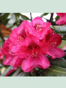Rhododendron Hybride 'INKARHO Nova Zembla' / Rhododendron 'INKARHO Nova Zembla' - kalktolerant und besonders widerstandfähig