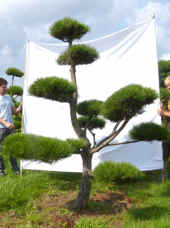 Wie kann man die Bonsai-Form von Kiefern-Gartenbonsai am besten erhalten?   Alle Fragen und Antworten zum Thema Gartenpflanzen