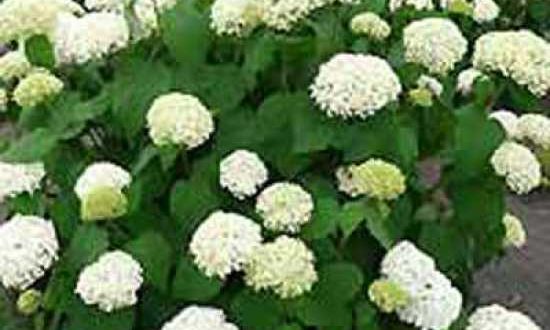 Hydrangea arborescens 'Annabelle' / Schneeball-Hortensie 'Annabelle' - kann sonnige bis schattige Standorte vertragen