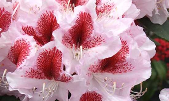 Rhododendron Hybride 'Belami ®' / Rhododendron 'Belami'