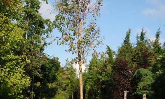 Eucalyptus rostrata / Eucalyptus camaldulensis / Roter Eukalyptus / Camaldoli