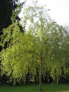 Salix babylonica 'Aurea' / Gelbe Babylonische Trauer-Weide - bildet eher ein flaches Wurzelsystem aus