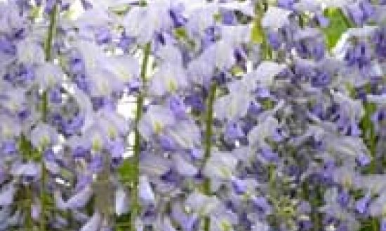 Wisteria / Blauregen - hier der Wisteria floribunda 'Lawrence' / Japanischer Blauregen 'Lawrence' - kann empfindlich auf Spätfröste reagieren