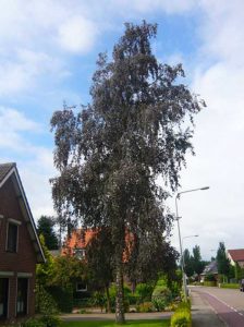 Betula pendula 'Purpurea' / Blut-Birke - verträgt auch sandige Standorte