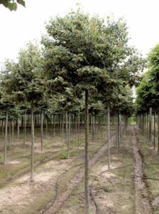 Tilia cordata 'Green Globe' / Kugel-Winter-Linde - auch als Kübelpflanze geeignet
