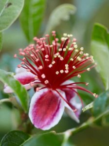Acca sellowiana / Brasilianische Guave / Ananas-Guave - sollte im Innenbereich überwintern