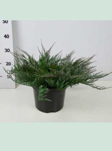 Juniperus horizontalis 'Blue Chip' / Blauer Kriechwacholder - bildet nach zwei bis drei Jahren einen dichten Bewuchs