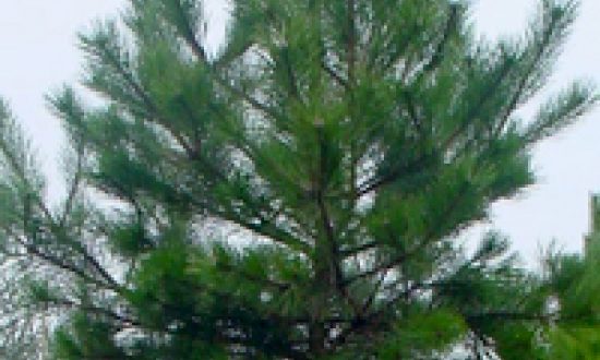 Pinus nigra ssp. nigra / Österreichische Schwarz-Kiefer als Hochstamm -bietet guten Sichtschutz im Bereich von Obergeschossen