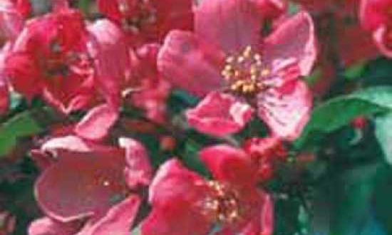 Malus 'Liset' / Zierapfel 'Liset' - bildet wunderschöne Blüten
