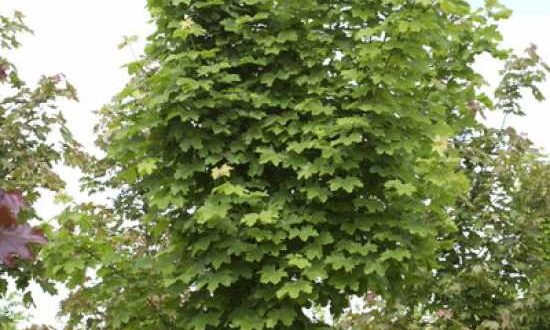 Acer platanoides 'Farlake's Green' / Spitzahorn 'Farlake's Green' - wird häufig als Straßenbaum gewählt