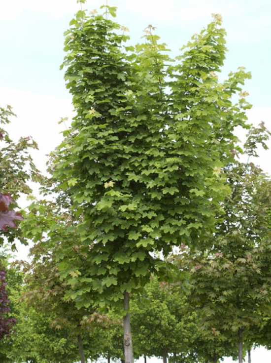 Ahorn-Baum für Pflanzung in der Nähe von Terrasse gesucht – Fragen