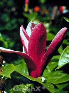 Magnolia liliiflora 'Nigra' / Purpur-Magnolie 'Nigra'