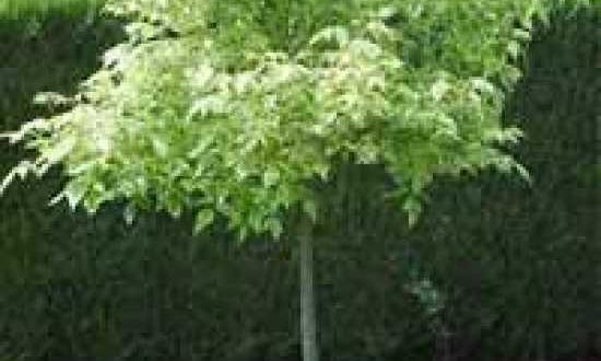 Acer negundo 'Aureomarginatum' / Eschen-Ahorn 'Aureomarginatum' - mittelstark wachsender Baum, der gut für sonnige Standorte geeignet ist