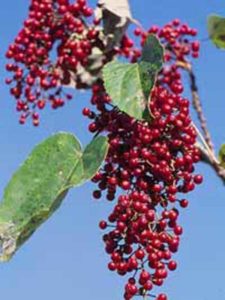 Früchte der Idesia polycarpa / Orangenkirsche