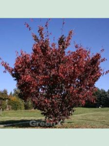Prunus sargentii / Scharlach-Kirsche - kann als Containerware ganzjährig gepflanzt werden