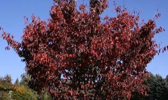 Prunus sargentii / Scharlach-Kirsche - kann als Containerware ganzjährig gepflanzt werden