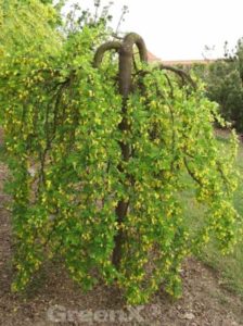 Gemeiner Erbsenstrauch Caragana arborescens Pflanze 15-20cm Erbsenstrauch
