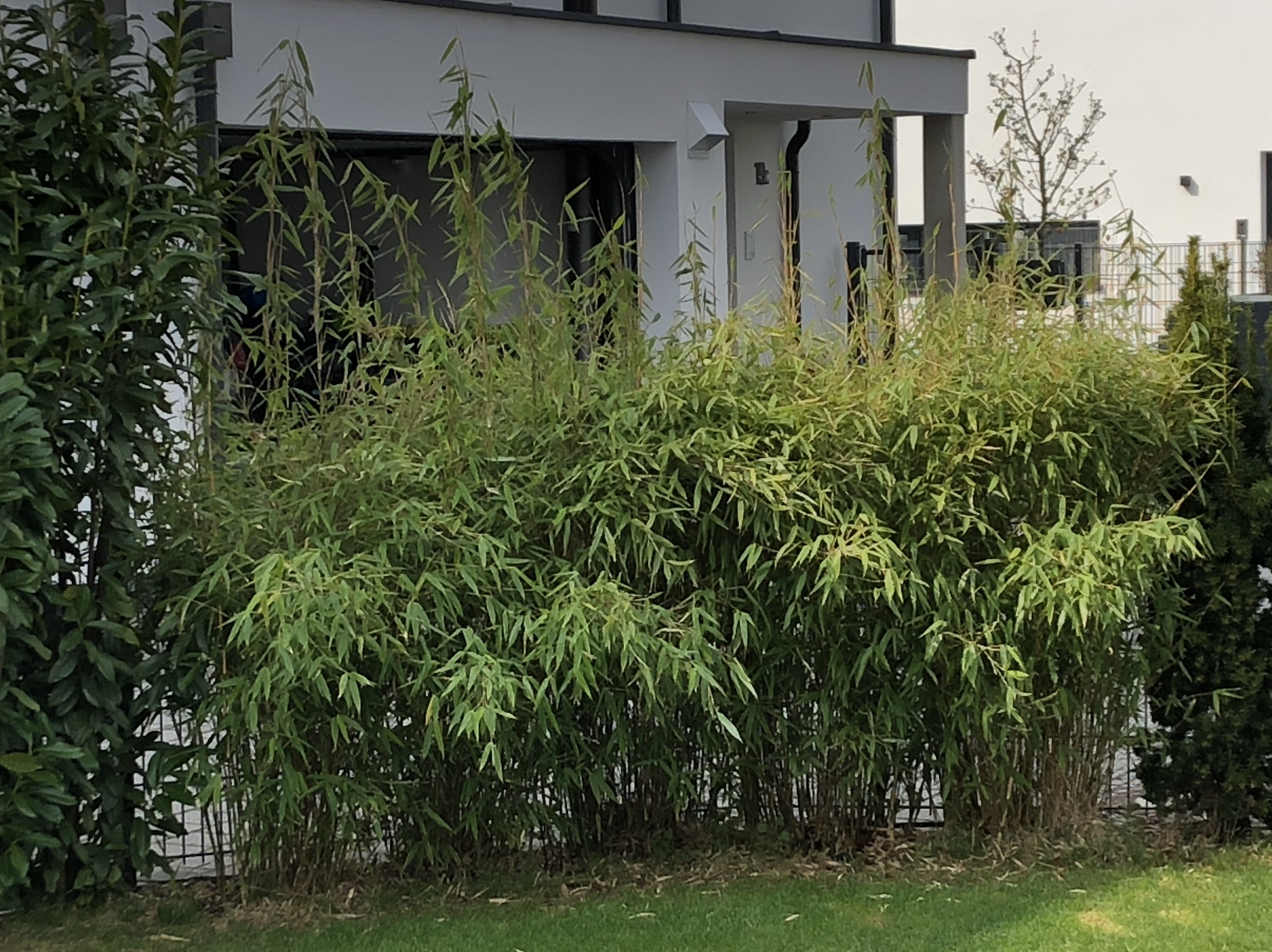 bambus pflanze kaufen berlin Bambus schwarz - Phyllostachys nigra