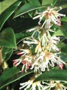 Sarcococca humilis / Duftende Fleischbeere / Schattenblume - für eine Kleinhecke ist ein Pflanzabstand von 40-45cm ideal