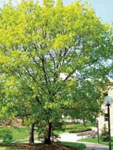 Spitzahorn / Acer platanoides - gerne gewählter Stadtbaum 