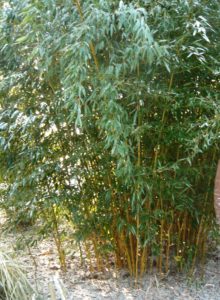 Bambus Phyllostachys - wie hier der Spectabilis - benötigt unbedingt eine Rhizomsperre