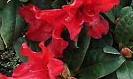 Rhododendron repens 'INKARHO Scarlet Wonder' / Rhododendron 'INKARHO Scarlet Wonder'